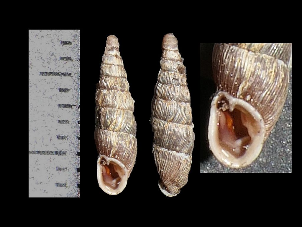 Clausiliidae dai Simbruini 12